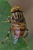 Eristalinus sp.